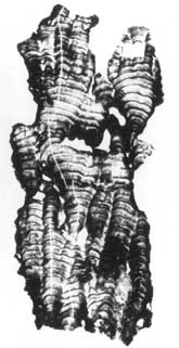 skeleton coral