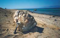 fossil last interglacial coral (Aqaba, Jordan)