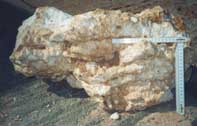 fossil last interglacial coral (Aqaba, Jordan)